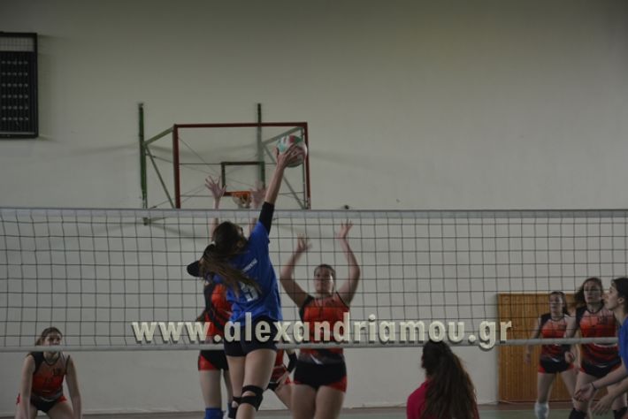 volley _1ogel-kassandra051